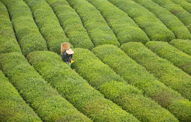 istock Man collecting green tea 846461794