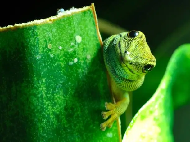 Dwarf Day Gecko