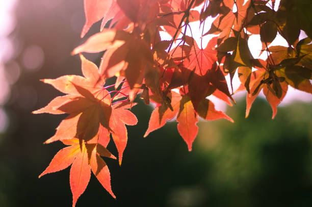 istock autumn nature 846463212