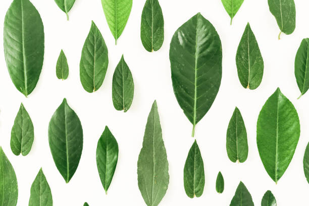 istock Creative pattern made of tropical green leaves on white background. Flat lay. Top view 846465540