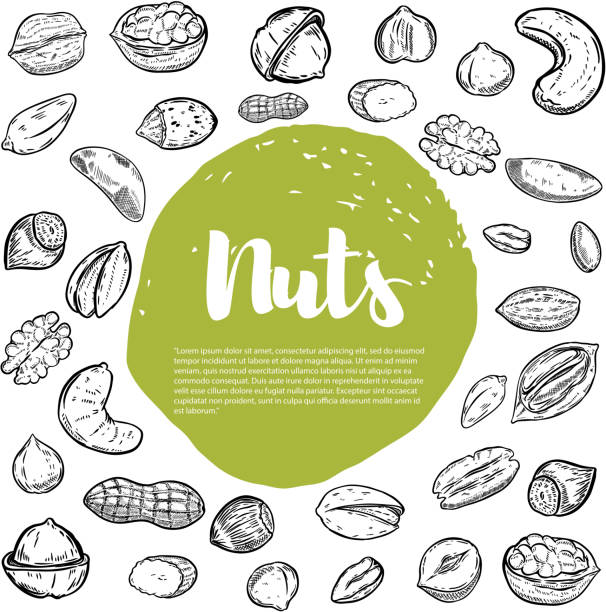 cashew, haselnuss, walnuss, pistazien, pekannüssen. muttern-skizzen. - walnut nut nutshell peanut stock-grafiken, -clipart, -cartoons und -symbole