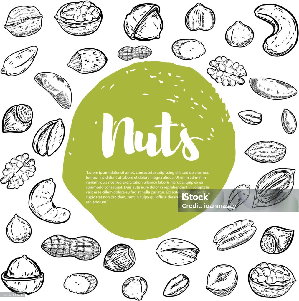 Cashew, hazelnut, walnut, pistachio, pecan nuts. Nuts sketches . Cashew, hazelnut, walnut, pistachio, pecan nuts. Nuts sketches . Design elements for menu, banner, flyer. Vector illustration Nut - Food stock vector