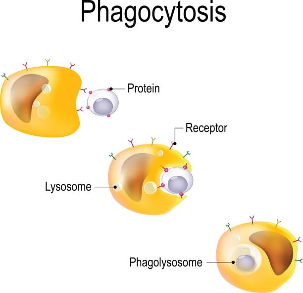 Phagocytosis Phagocytosis in immune system or apoptosis. three steps. phagocytosis diagram stock illustrations