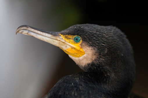 cormorant bird