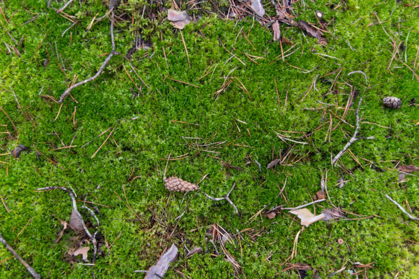istock The land in the forest is covered with moss. 846475562