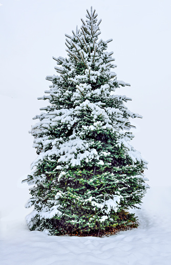 Fluffy green snow covered Christmas tree during a snowfall isolated on a white background