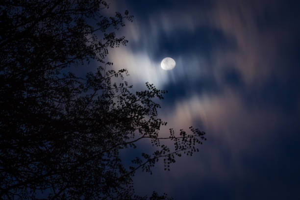 istock Full moon rising behind a tree, Kruger National Park, South Africa 846478990