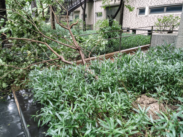istock broken trees in a residential district after a strong storm went through 846482858
