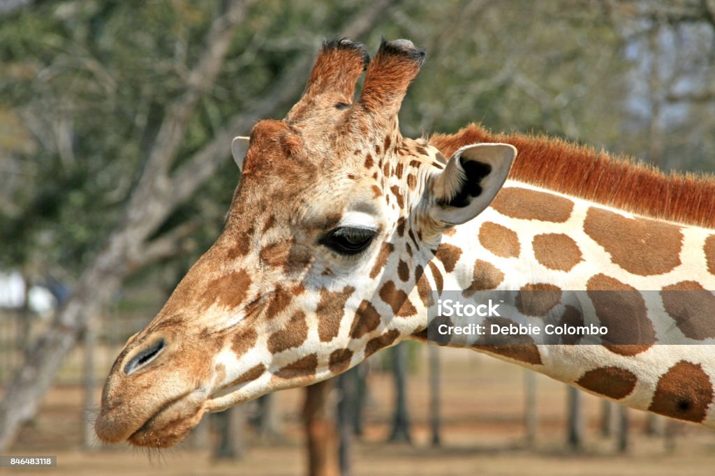 Animals Domestic And Wild Stock Photo - Download Image Now - Antelope, Dog, Giraffe - iStock Animals Domestic And Wild Stock Photo - Download Image Now - Antelope, Dog, Giraffe - iStock