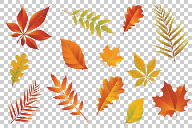illustrations, cliparts, dessins animés et icônes de automne chute des feuilles isolés sur fond transparent. illustration vectorielle. - oak leaf leaf maple leaf autumn