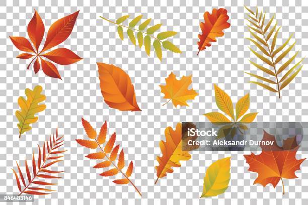 Autumn Falling Leaves Isolated On Transparent Background Vector Illustration Stock Illustration - Download Image Now