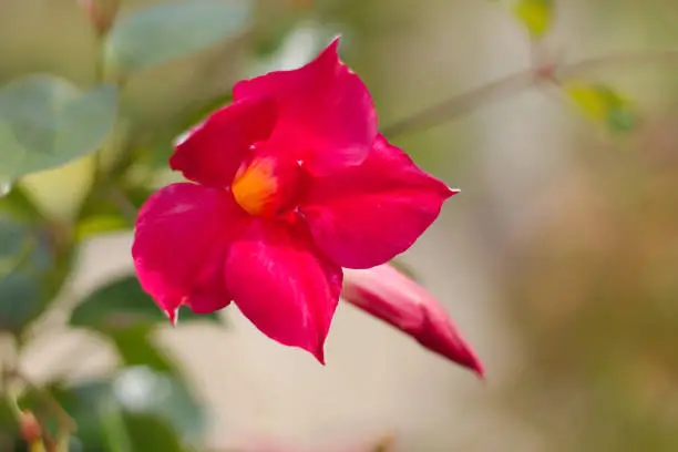 Photo of Dipladenia or sundaville flowering.