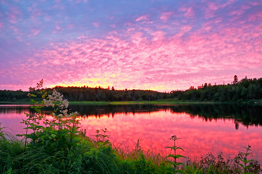 Marten River with sunset clouds and reflections in water and wildflowers on riverbank in the provincial park in northern Ontario, Canada