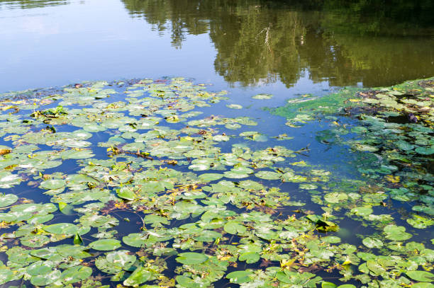green water lily leaves in forest pond. background, nature.