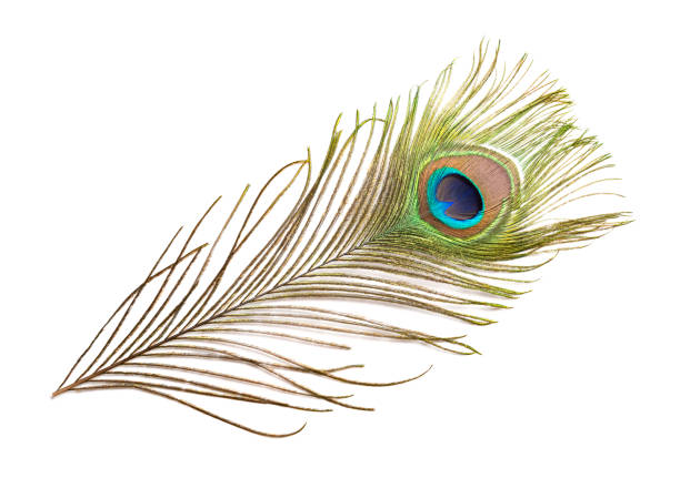 istock colorful feathered tail of a male peacock 846492360