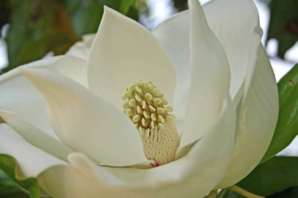 istock White southern magnolia tree bloom curly center stem 846492640