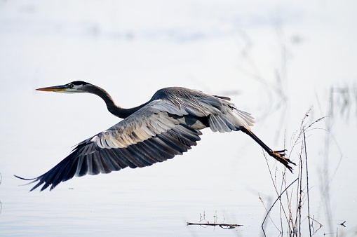A Great Blue Heron, Ardea herodias, flushed from its hunting spot flies away to safer areas in the pea island waterfowl sanctuary in the nags head national seashore recreational area of the NC outer banks