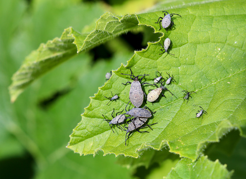 A group of adult squash bugs and nymphs, Anasa tristis  on a healthy yellow squash leaves