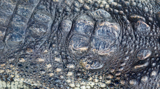 istock back of crocodile as background and texture 846499092