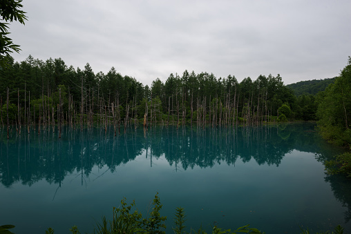 Reflections in the clear blue water of Shirogane Blue Pond, Biei, Hokkaido, Japan