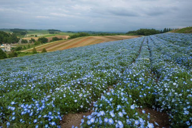 istock Flower fields on the hills around Biei 846499636