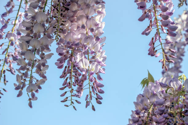 istock blooming purple wisteria flower with blue sky 846499706