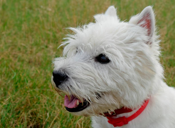 istock Portrait of west highland white terrier. 846499736