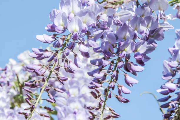 istock blooming purple wisteria flower with blue sky 846501150