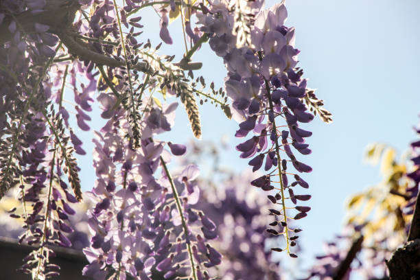 istock blooming purple wisteria flower with blue sky 846501950