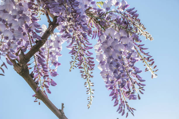 istock blooming purple wisteria flower with blue sky 846501984
