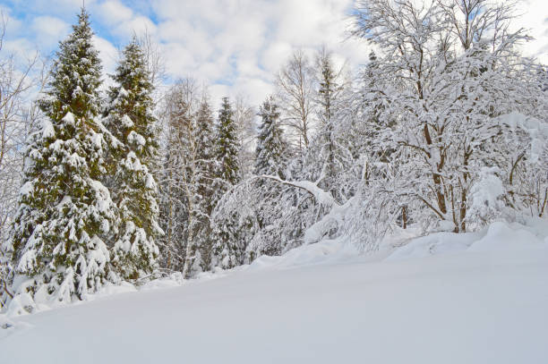 istock Winter forest with snowfield at foreground 846502488