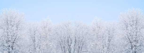 istock Trees covered by snow and hoarfrost against pastel blue background 846502492