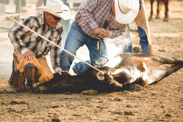 istock Cowboys Branding a Calf 846505286
