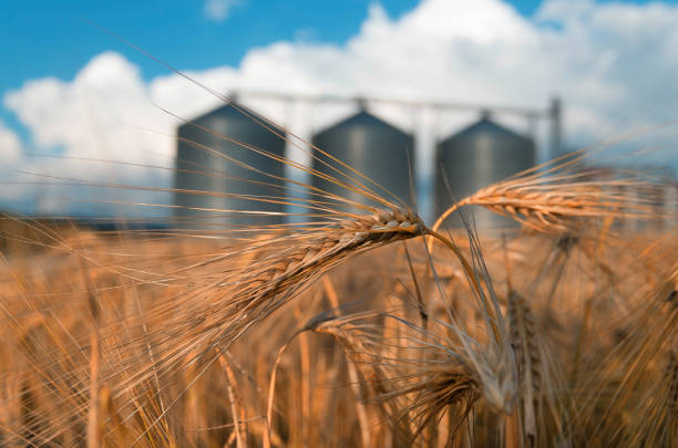 istock field with grain silos for agriculture 846511342
