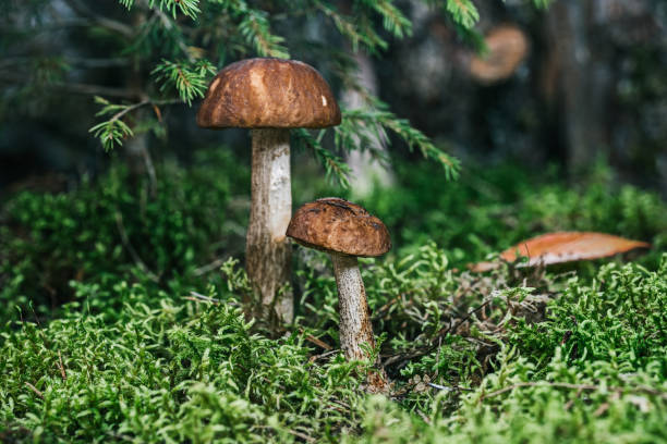 istock Mushrooms under a fir-tree on a forest glade 846514182