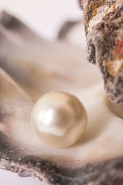 einzelne perle in einer austernschale - pearl oyster shell white stock-fotos und bilder