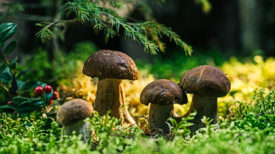 Mushrooms under a fir-tree on a forest glade