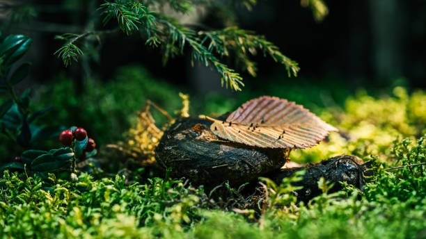 istock Mushrooms under a fir-tree on a forest glade 846517654