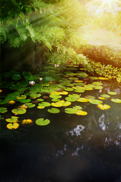 istock beautiful landscape; lake in the old park 846517804