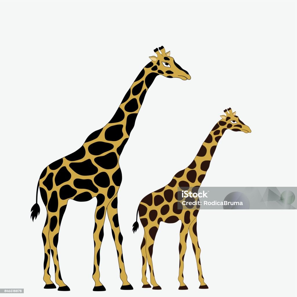 Hai Con Hươu Cao Cổ Trên Nền Trắng Hình minh họa Sẵn có - Tải ...