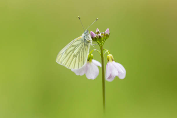 istock Green-veined white (Pieris napi) butterfly resting and feeding nectar 846525638
