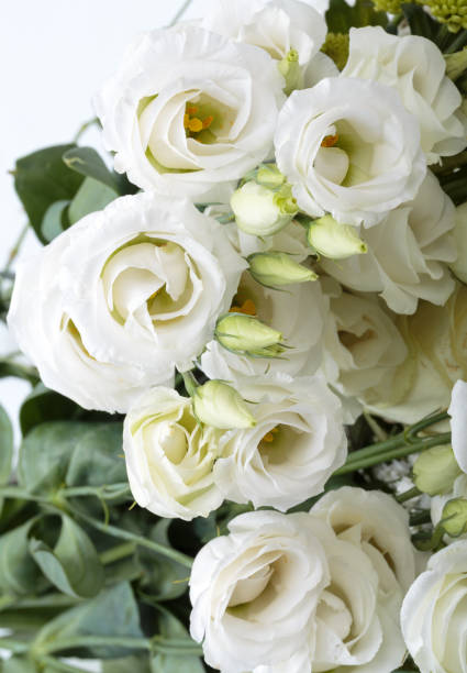 istock Close up of white roses 846531490