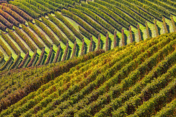 istock Rows of vineyards in the hills. 846531812