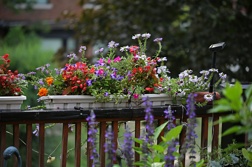 Flower Boxes on a Toronto Balcony in summer.