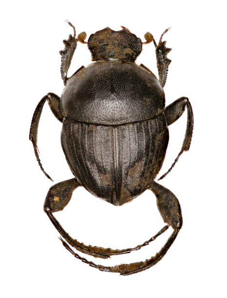 istock Dung Beetle Sisyphus on white Background  -   Sisyphus schaefferi (Linnaeus, 1758) 846540168