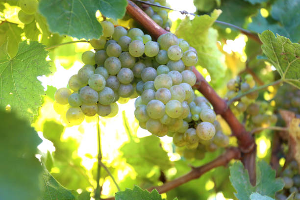 istock ripe white grapes in the warm sunshine 846545746