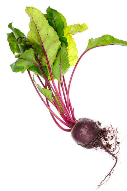 istock Fresh beets with earth and roots, with leaves, isolated on white background 846548298