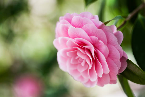 cerca de flor de camelia - flower single flower macro focus on foreground fotografías e imágenes de stock