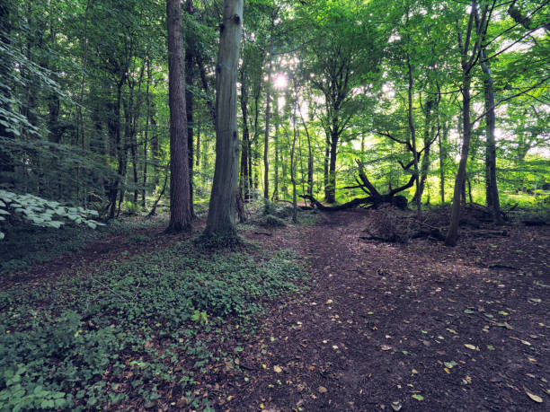istock summer forest morning,Northern Ireland 846548566