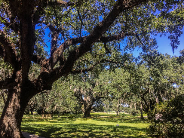 white birds and oak trees swampy landscape with white birds, trees, and a lake edisto island south carolina stock pictures, royalty-free photos & images